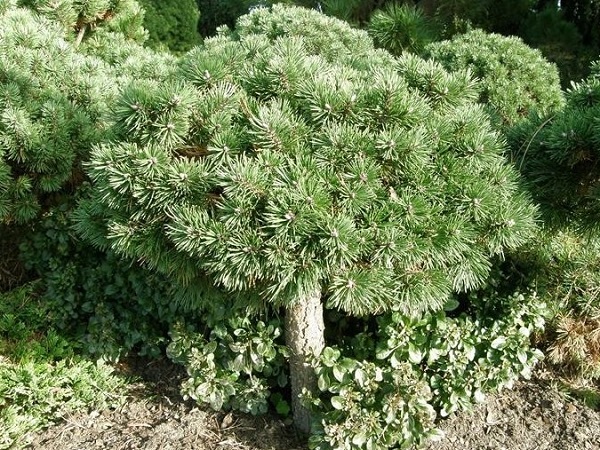 Pušis kalninė ,Grune Welle' (lot. Pinus mugo) Pušis kalninė ,Grune Welle' (lot. Pinus mugo)